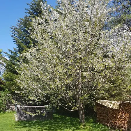 Daire Silvia Oberweissburg