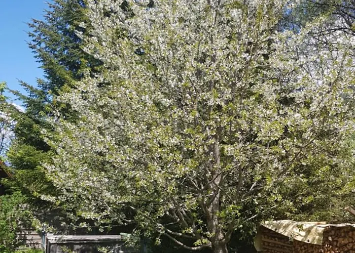 Lejlighed Silvia Oberweissburg